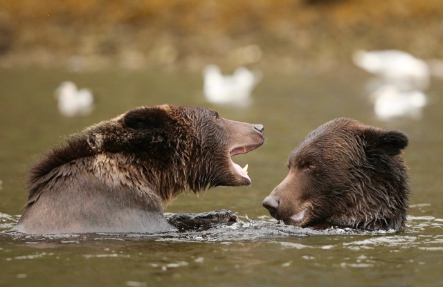 Grizzly Cubs Playing