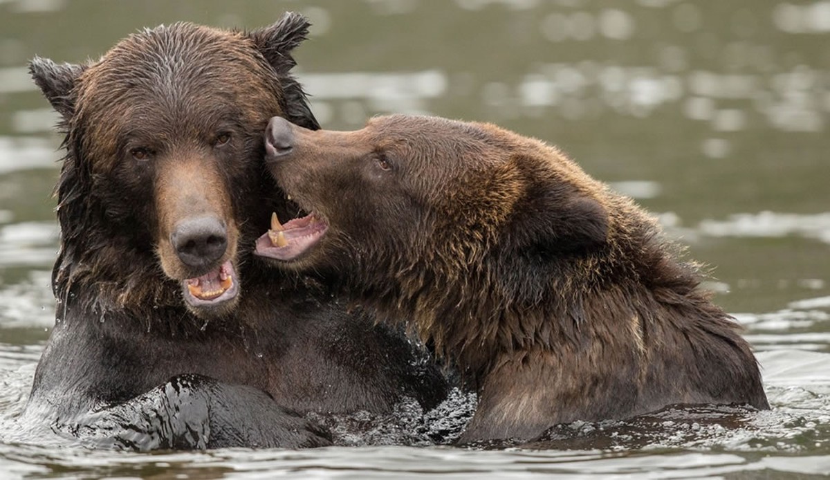 Grizzly Bears taking time out to play