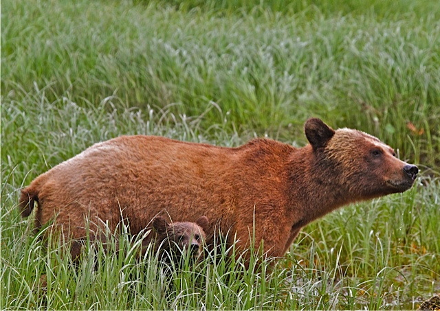 Grizzly Bear Mum & spring cub
