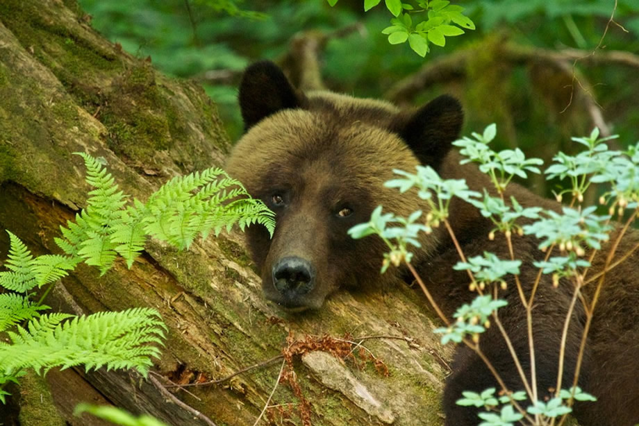 Female Grizzly resting on a log in the Great Bear Rainforest