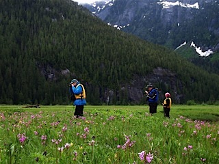Great Bear Rainforest Wildflowers