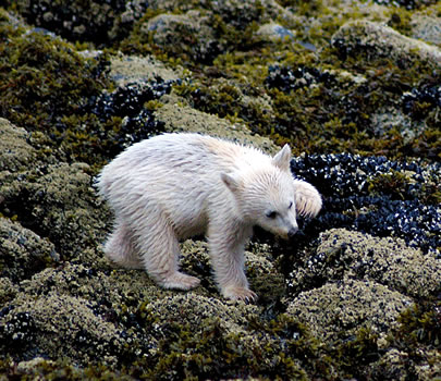 Spirit Bear Cub eating barnacles at ocean's edge on proposed oil super tanker route.