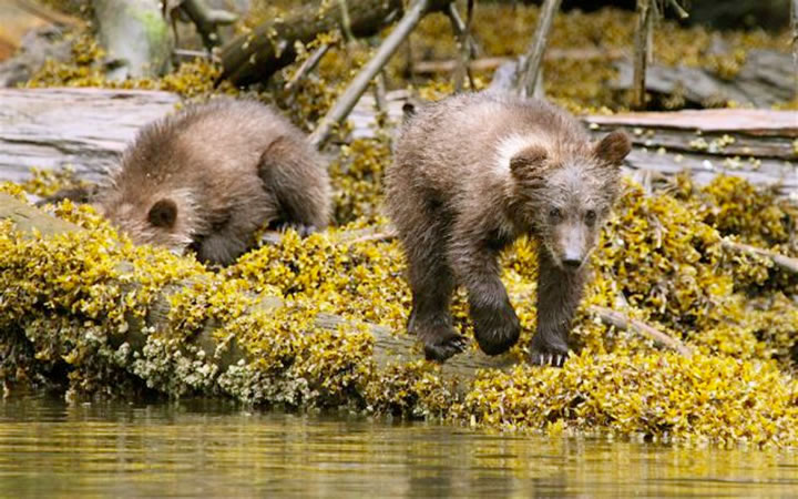 Grizzly cubs foraging at low tide