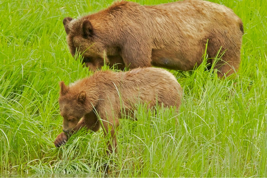 Mum Grizzly & yearling Cub eating sedge grass