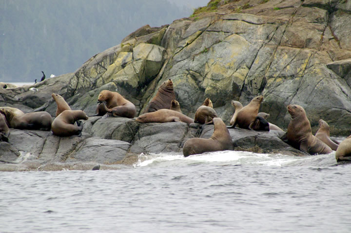 Sea lions at haul out within a few miles of the proposed oil super tanker route