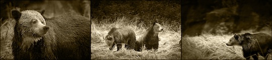 Stop Bear Trophy Hunting