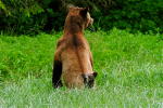  Grizzly Mum & Cub on the lookout