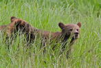  Grizzly cubs in Great Bear Rainforest