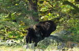 Grizzly Mum teaching Cub about rub trees