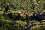 Tufted Puffins