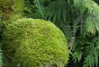 Miniature Moss Eco-System - Photo Credit: T. Boyum