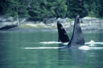 Orca Dorsal Fins - Photo Credit: E. Boyum