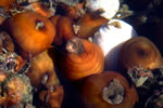 Sea Anemones, Burnaby Narrows - Photo Credit: T. Boyum