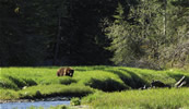 Bear Enjoying First Sedge Grasses of Spring