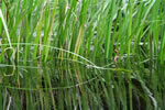 Sedge grass at high tide