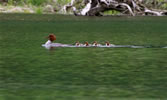 Mother common merganser and babies