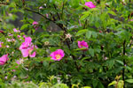 Wild roses