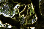 Backlit mossy trees