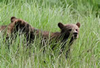 Grizzly cubs in long sedge grass