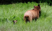 Mum grizzly with cub