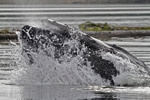 Humpback whale bubblenet feeding