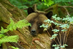 Grizzly Bear resting in the rainforest