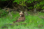 Yearling Grizzly Bear cub in the Great Bear Rainforest