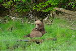 Grizzly cub in the Great Bear Rainfoest