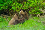 Grizzly Bear mum nursing cub