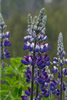 Lupines in June in the Great Bear Rainforest