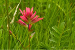 Paintbrush in June in the Great Bear Rainforest