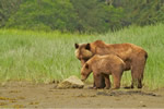 Mother Grizzly Bear grooming her cub