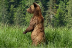 Grizzly Bear scanning for danger