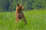 Yearling Grizzly Bear cub looking for Mum