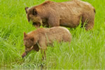 Grizzly Bear mum & cub eating protein rich sedge grass