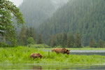 Grizzly Bears in the Great Bear Rainforest