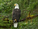 Bald Eagle in the Great Bear Rainforest