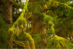 Moss platforms in the Great Bear Rainforest