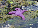 Starfish (courtesy 1st Nate)