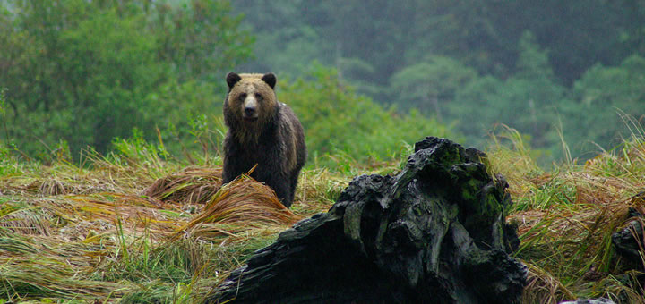 Stop Grizzly Bear Trophy Hunting