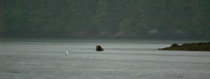 Swimming Grizzly Bear