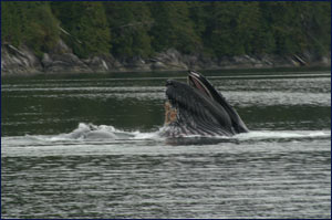 Humpback Whales Bubble Net Feeding